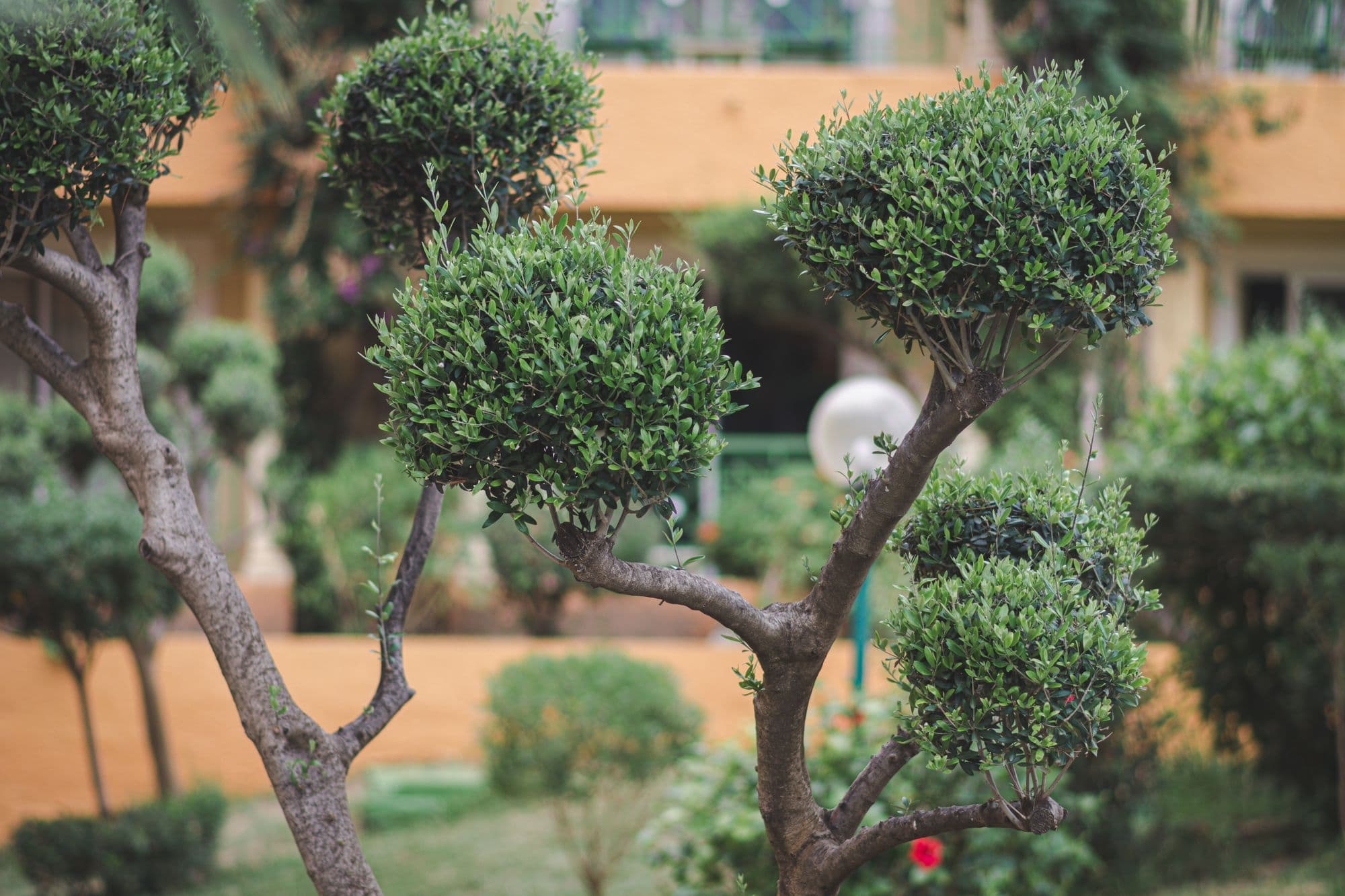 Mantenimiento de jardines | William Muñoz Jardinería