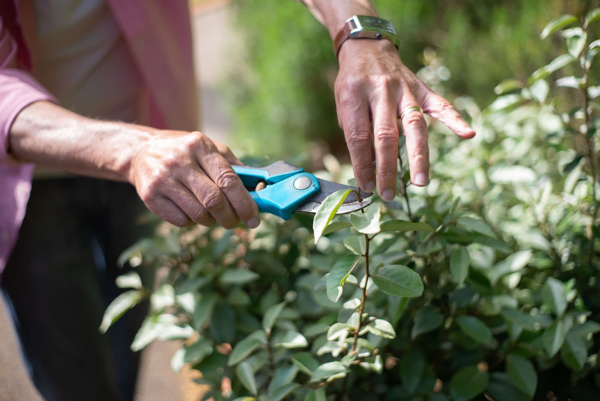 Mantenimiento de jardines | William Muñoz Jardinería